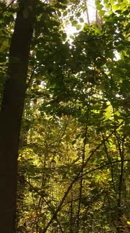 Vertical Video Autumn Forest with Trees By Day Slow Motion alt