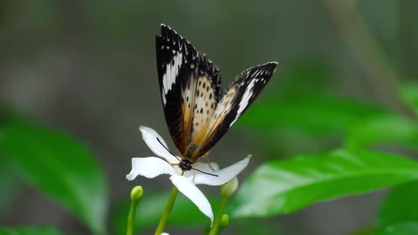 Malay Lacewing, Cethosia Cyane, Nymphalidae Family alt