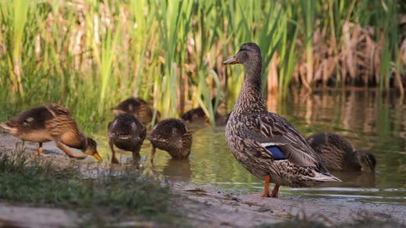 Mother Mallard Duck Looking After Her Ducklings alt