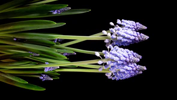 Purple Grape Hyacinth Muscari Flowers Blooming in Time Lapse.  Tender Flowers Open Blossoms alt