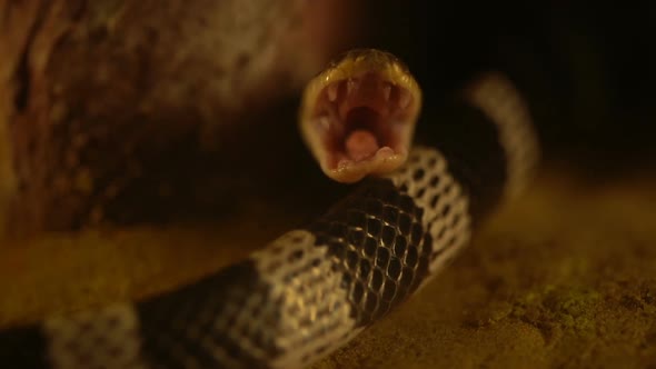 slow-motion of Close up Blue Krait snake ( Bungarus candidus) open mouth