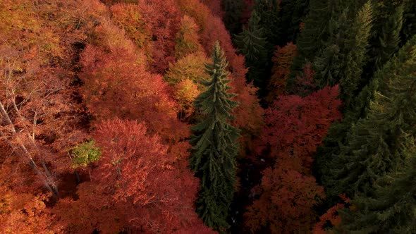 Flying Above Colorful Autumn Forest at Sunrise