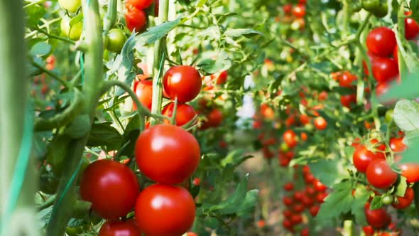 Ripe tomatoes on the vine