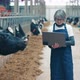 Female Expert with a Laptop in the Cow Farm - VideoHive Item for Sale