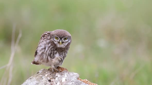 young Little owl (Athene noctua) sits on a stone and cleaned