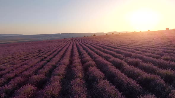 Flight Over Big Hill of Lavender Meadow at Sunset