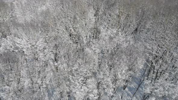 Beautiful Winter Forest