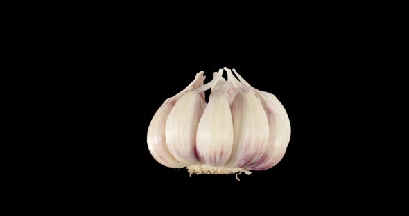 Young Pink Garlic. Alpha Channel.Rotation