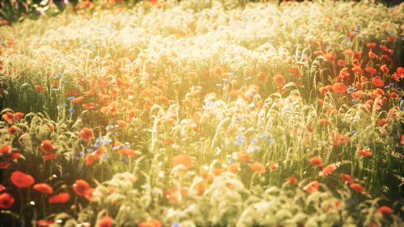 Wild Field Flowers at Summer Sunset alt