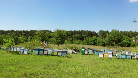 Wooden hives in green nature. Beekeeper in a protective hat works in an apiary. alt