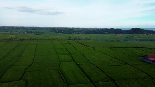Fly over rice fields in Bali alt