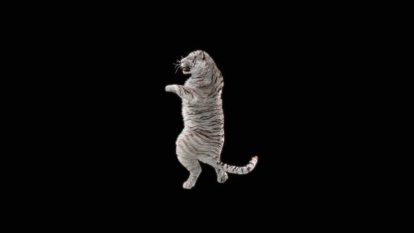 White Tiger Dancing HD alt