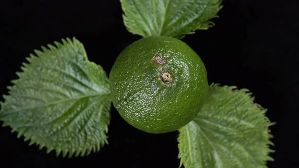 Rotating Exotic Lime Fruit On A Black Background 1.