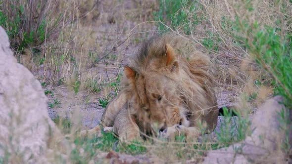 A Black-Maned Lion Cleaning Its Paw While Lying On The Grass Near The Rocks In Nxai Pan, Botswana - alt