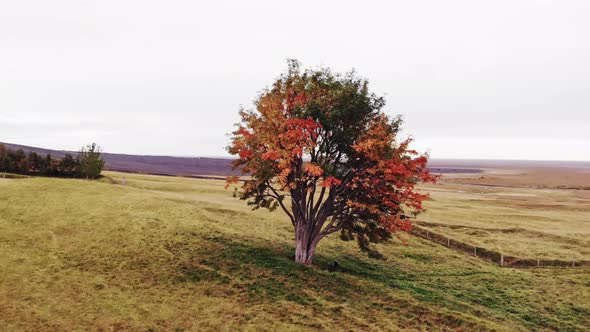 Single Tree in Autumn Iceland