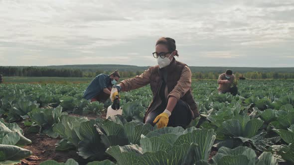 Pest Control On Cabbage Farm Field alt