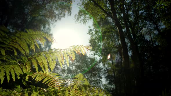 Forest undergrowth backlit by the morning sun