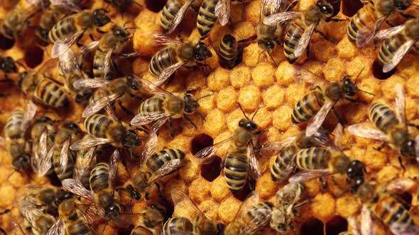 Capped worker brood, Sealed Brood, Bee Larvae and Eggs. A honey bee colony, a honeycomb alt