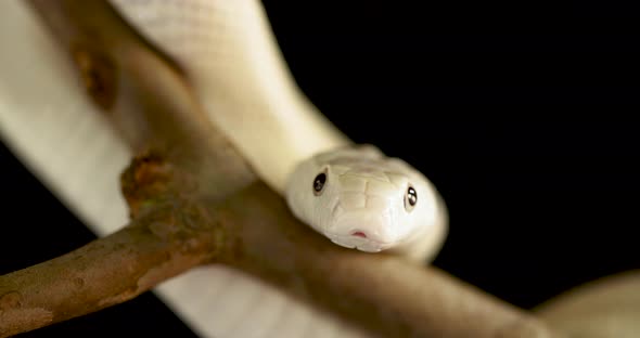 Close up at rat snake leucistic alt