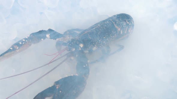 Icy Cold Vapor Over Lobster Seafood alt
