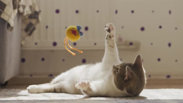 Furry Cat Catching a Toy While Laying on the Floor at Home alt