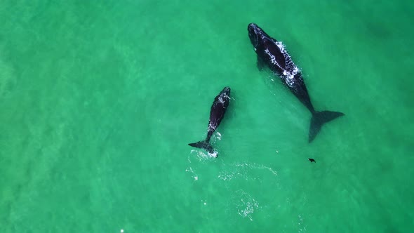 Southern Right whale calf finds shelter under mom, crystal clear sea, aerial alt