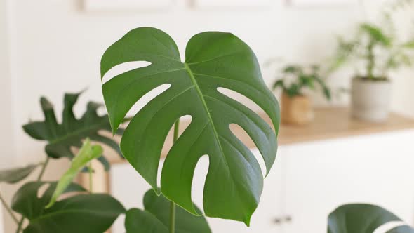 Closeup Female Hands Spraying Monstera Leaves with Bottle