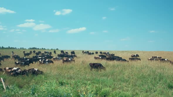 A Large Herd of Colorful Cows Cross the Road and Go to the Field to Eat Dry Grass on a Sunny Summer