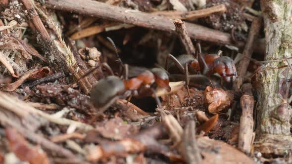 4K - Life of ants. Macro video of a colony of black ants