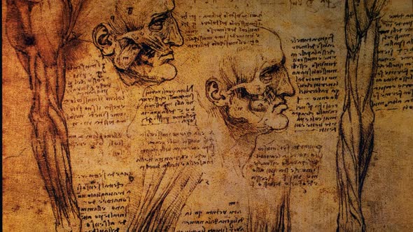 Anatomy Drawings alt