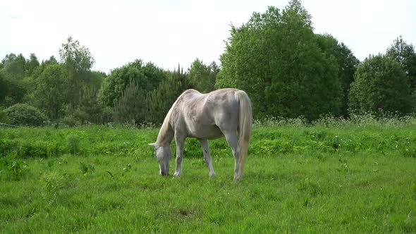 Summer, Horse, Meadow 9