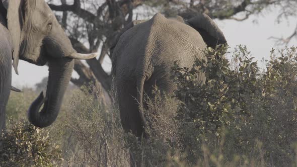 Huge Elephants Walking