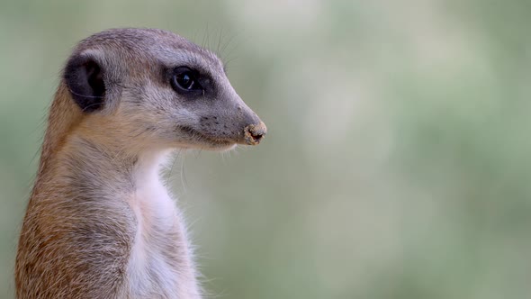 Macro portrait of sweet meerkat (Suricata Suricatta) in nature observing - 4K - Prores high quality alt