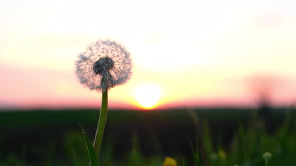 Amazing Dandelion Flower on Summer Field