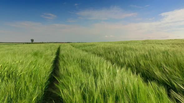 View to rye ears swaying in the wind in summer, Poland alt