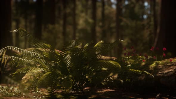 Early Morning Sunlight in the Sequoias of Mariposa Grove alt