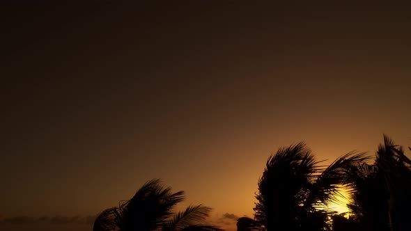 Palm Tress in Backlight