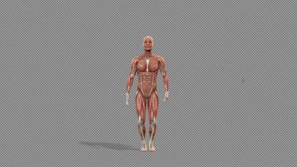 Human Muscle Anatomy Exercise alt