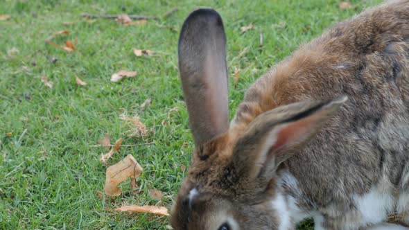 Rabbit in the grass  eating outdoor animal 4K 2160p 30fps UltraHD video - Bunny in the field relaxin alt