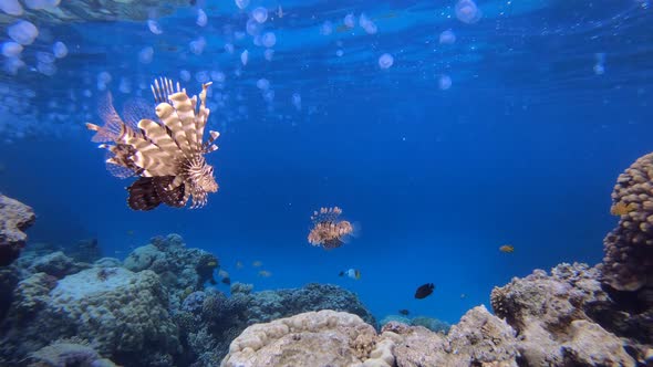 Underwater Lionfish and Jellyfish alt