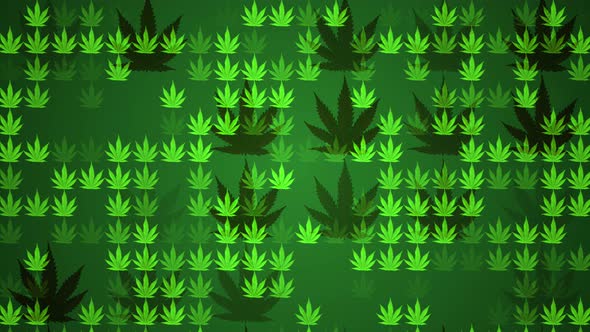 4k Cannabis Leafs