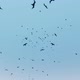 Birds Flying - VideoHive Item for Sale