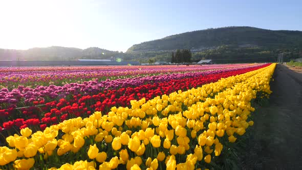 Yellow tulip flowers growing in a field. alt