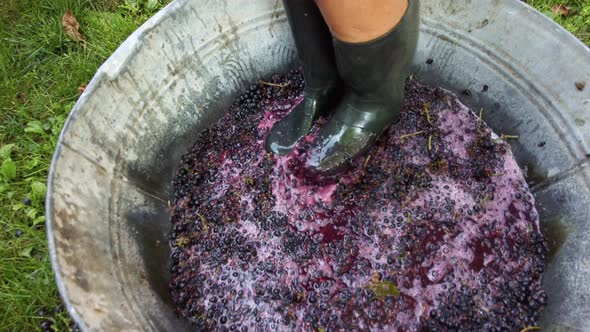 Crushing or Press Ripe Grapes By Fit in Boots