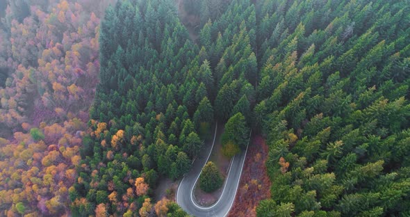 Forward Aerial Top View Over Car Travelling on Road in Colorful Autumn Forest