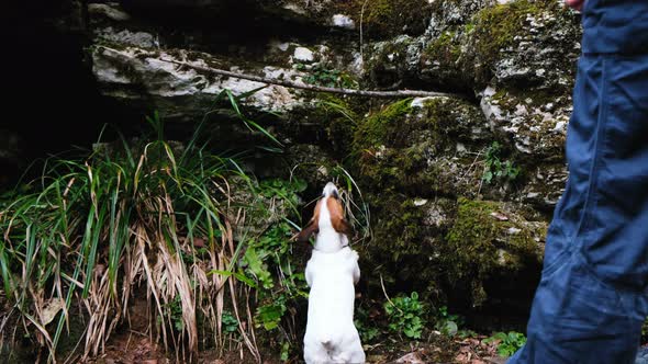 Funny Small Dog Jack Russell Terrier Hanging Teeth on a Stick, the Dog Is Played with a Big Stick alt