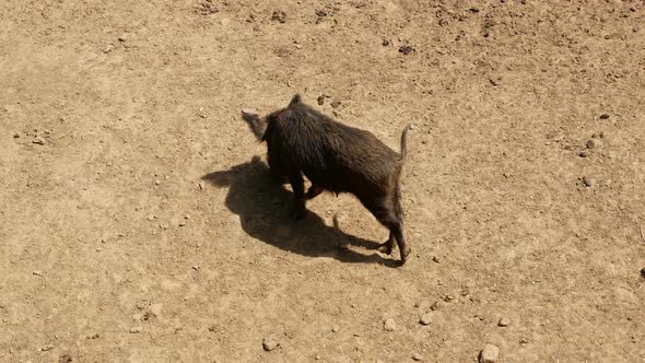 Wild boars walk through the forest. A flock of wild pigs is resting with their cubs. alt