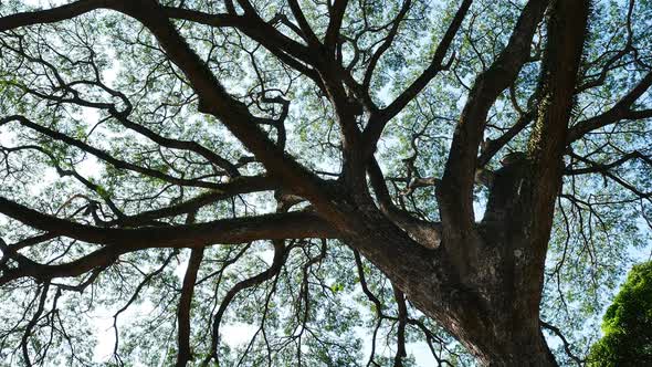 Big Mimosa Tree with Sunlight alt