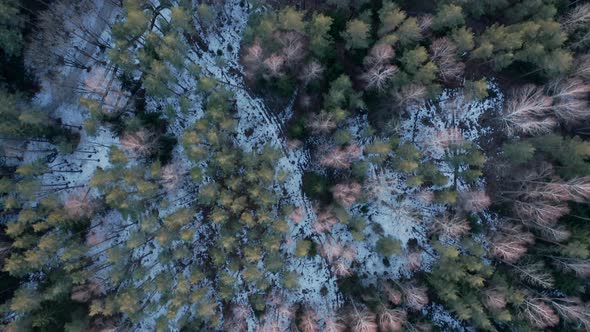 AERIAL: Top View of Forest with Melting Snow on the Ground on Spring evening