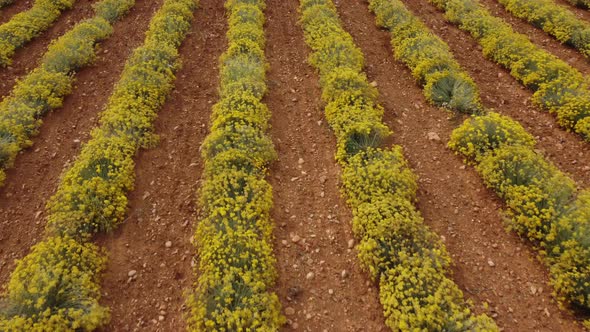 Helichrysum Italicum or curry plant yellow flowers agriculture cultivation aerial view alt